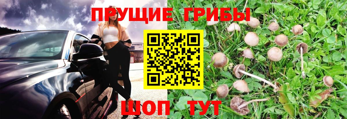 Псилоцибиновые грибы Psilocybine cubensis  Псилоцибиновые грибы мицелий  Вход с VPN  Грозный 